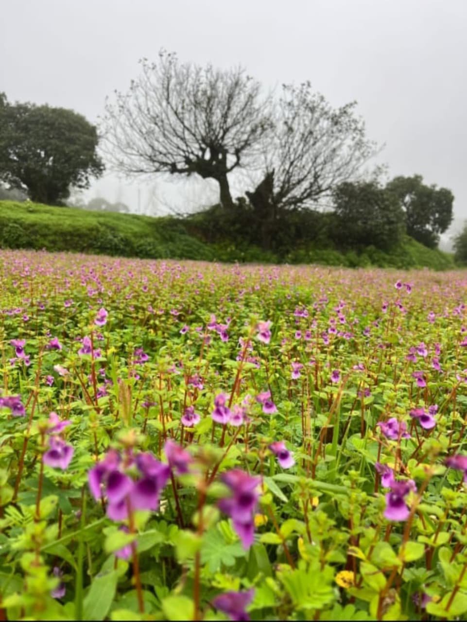 RAIRESHWAR Pathar & KENJALGAD Fort Trek
